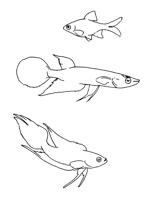 Fish Coloring Pages fish animals 35 Printable Coloring4free