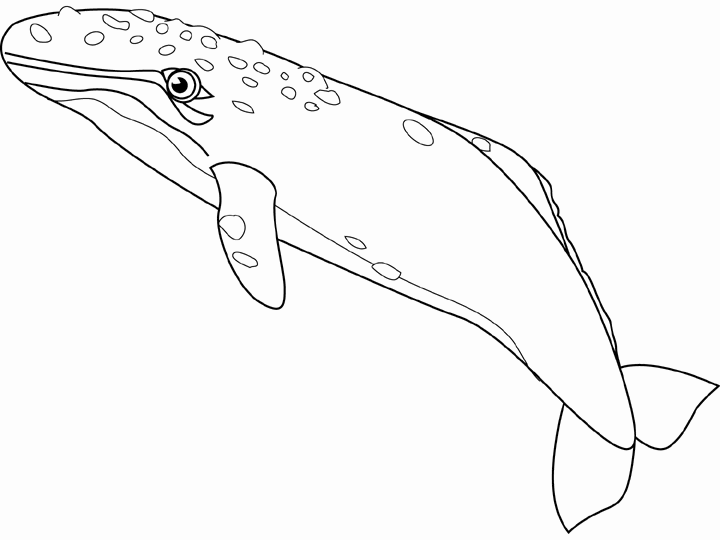 Gray Whale Coloring Pages gray whale QgzoCM Printable Coloring4free