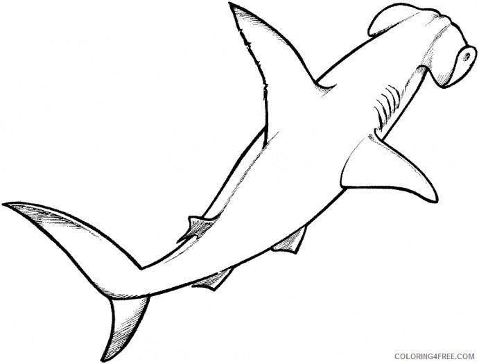 Great White Shark Coloring Pages 11 great white shark outline Printable Coloring4free