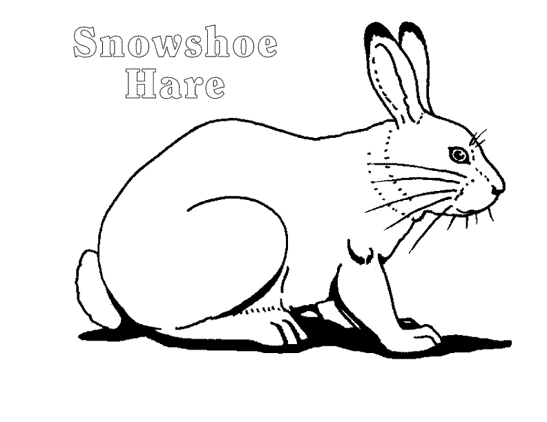 Hare Coloring Pages hare 25 gif Printable Coloring4free
