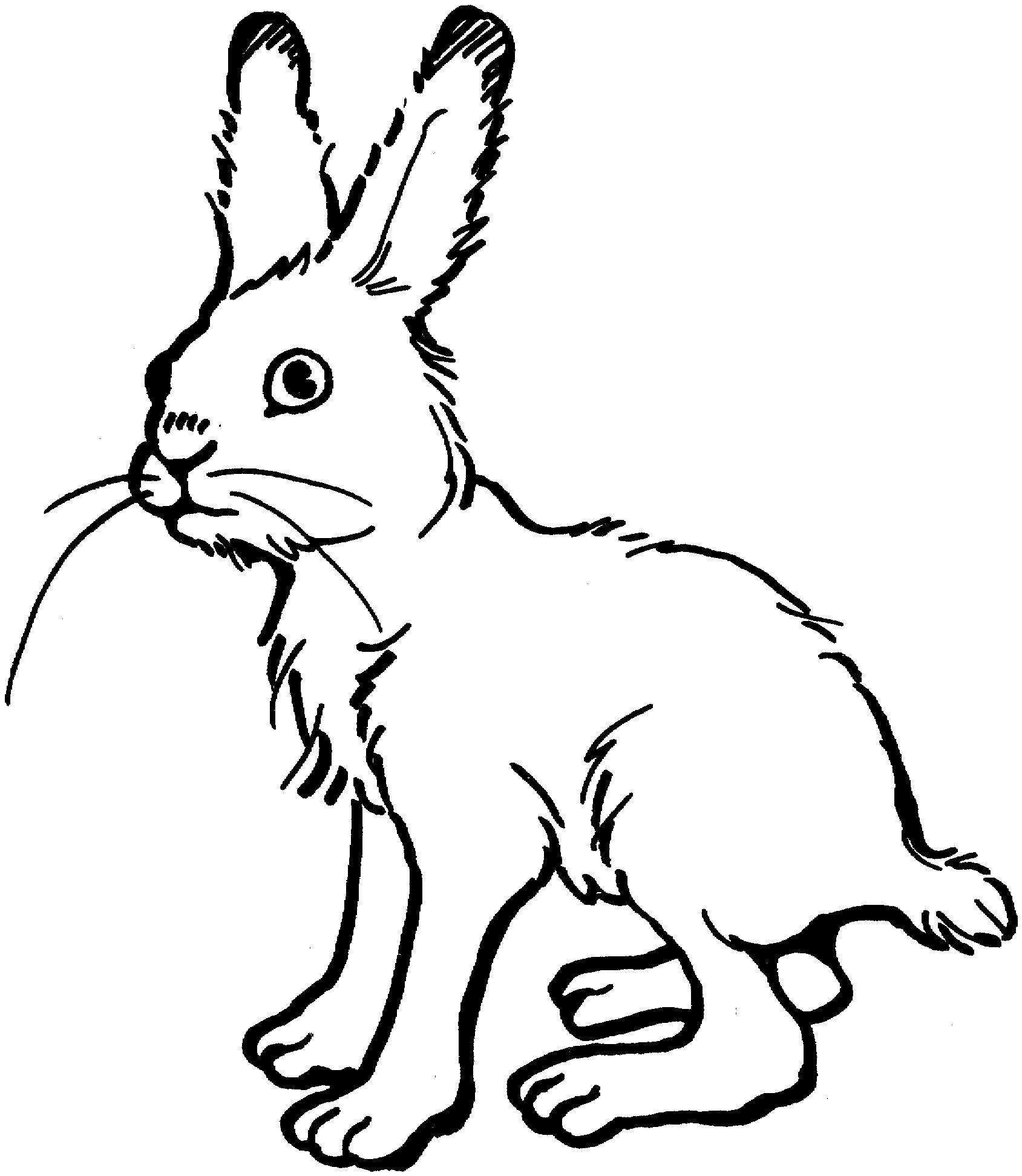 Hare Coloring Pages hare 93 gif Printable Coloring4free
