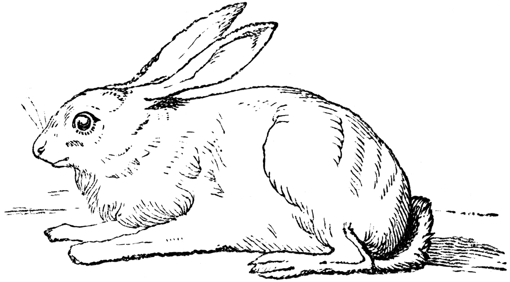 Hare Coloring Pages hare etc yyhhDm clipart Printable Coloring4free