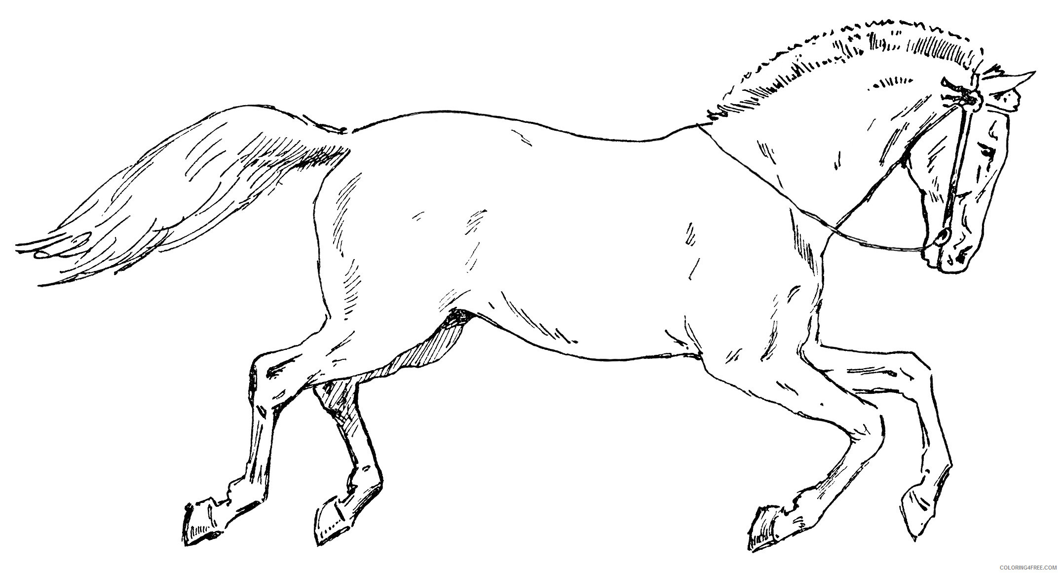 Horse Outline Coloring Pages Circus horse black and Printable Coloring4free