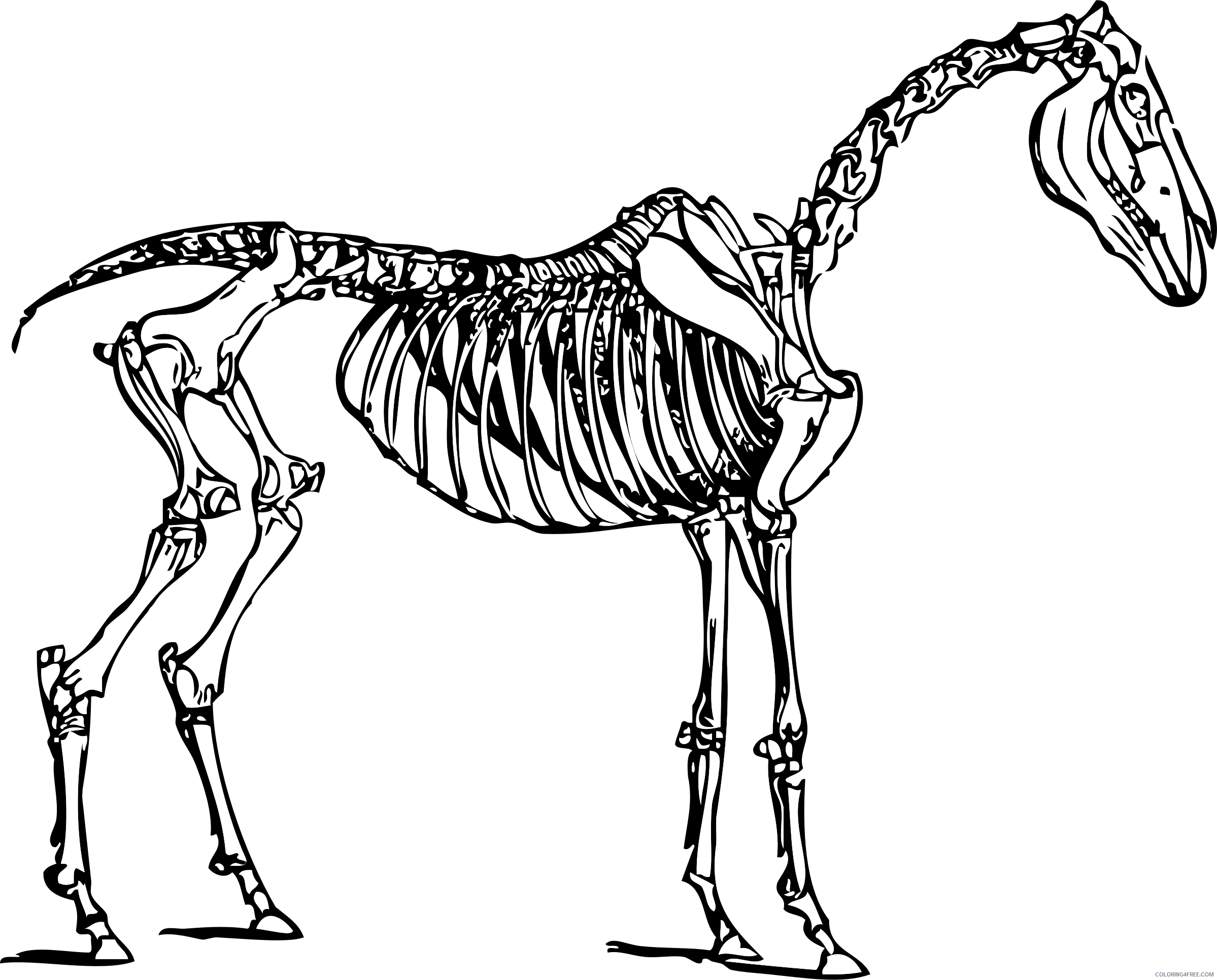 Horse Skull and Skeleton Coloring Pages horse skeleton Printable Coloring4free