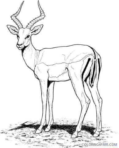 Impala Coloring Pages impala antelope page free Printable Coloring4free