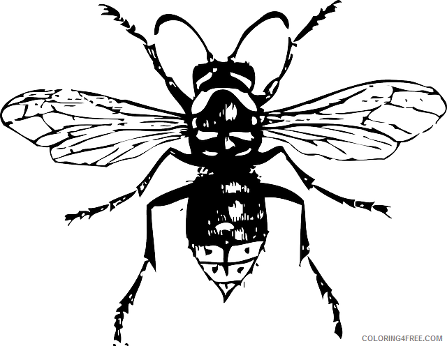 Insect Bug Coloring Pages outline drawing bug bald insect Printable Coloring4free