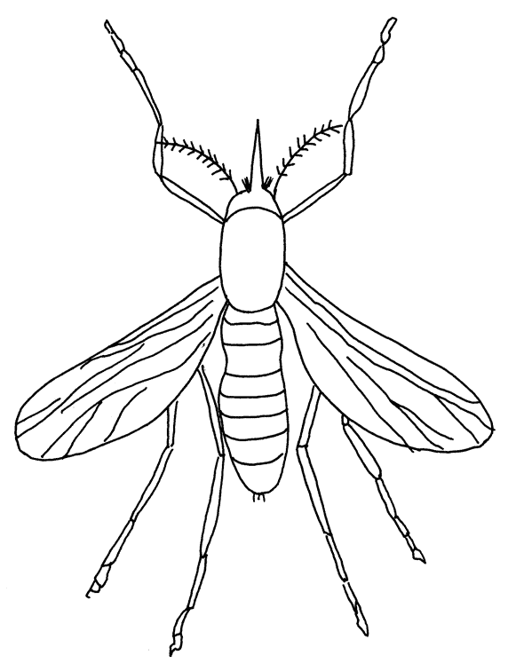 Insect Coloring Pages insect animal 8 Printable Coloring4free
