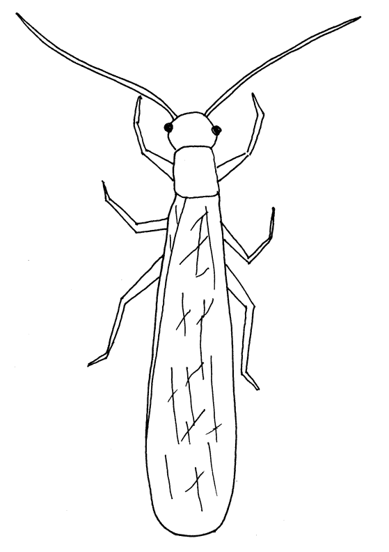 Insect Coloring Pages insect animal 9 Printable Coloring4free