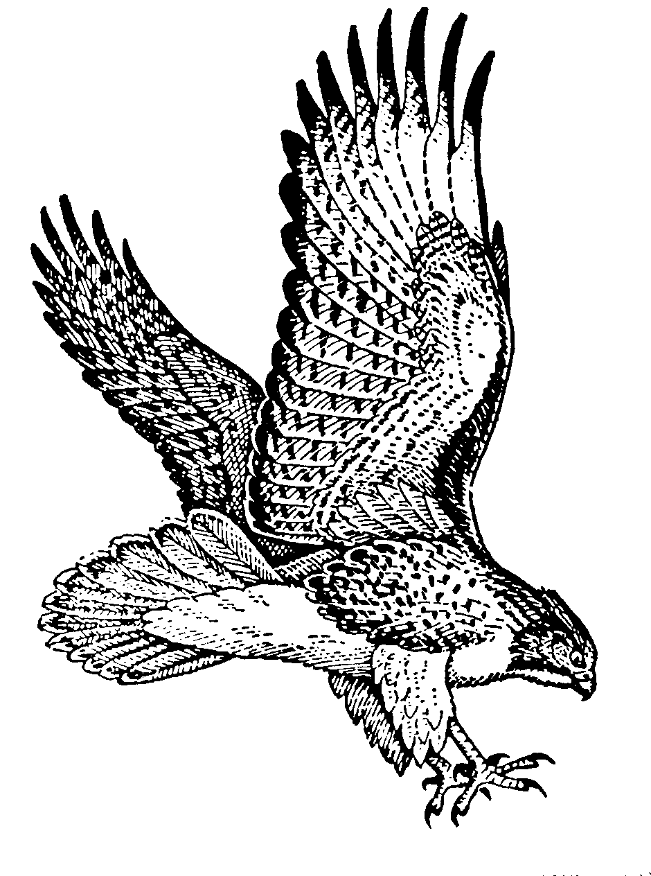 Large Bird Coloring Pages arthur s free raptor bird Printable Coloring4free