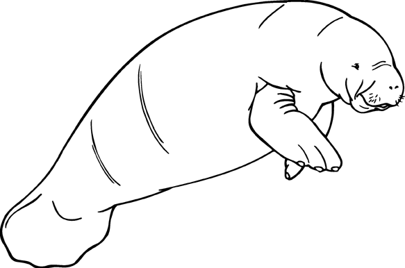 Manatee Coloring Pages manatee 2 jpg Printable Coloring4free