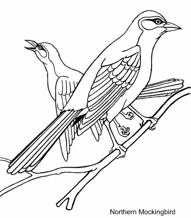 Mockingbird Coloring Pages arkansas state bird and northern Printable Coloring4free