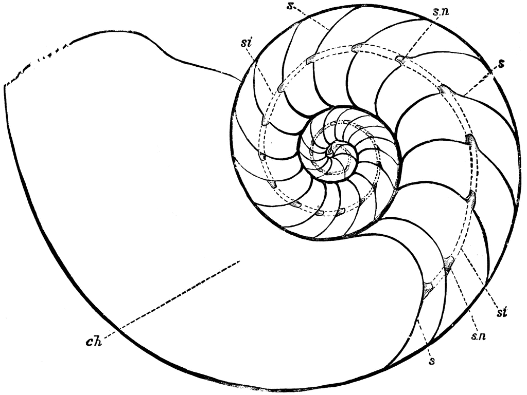 Nautilus Shell Coloring Pages chambered nautilus shell image search Printable Coloring4free