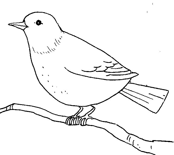 Nice Bird Coloring Pages on birds dromggf Printable Coloring4free