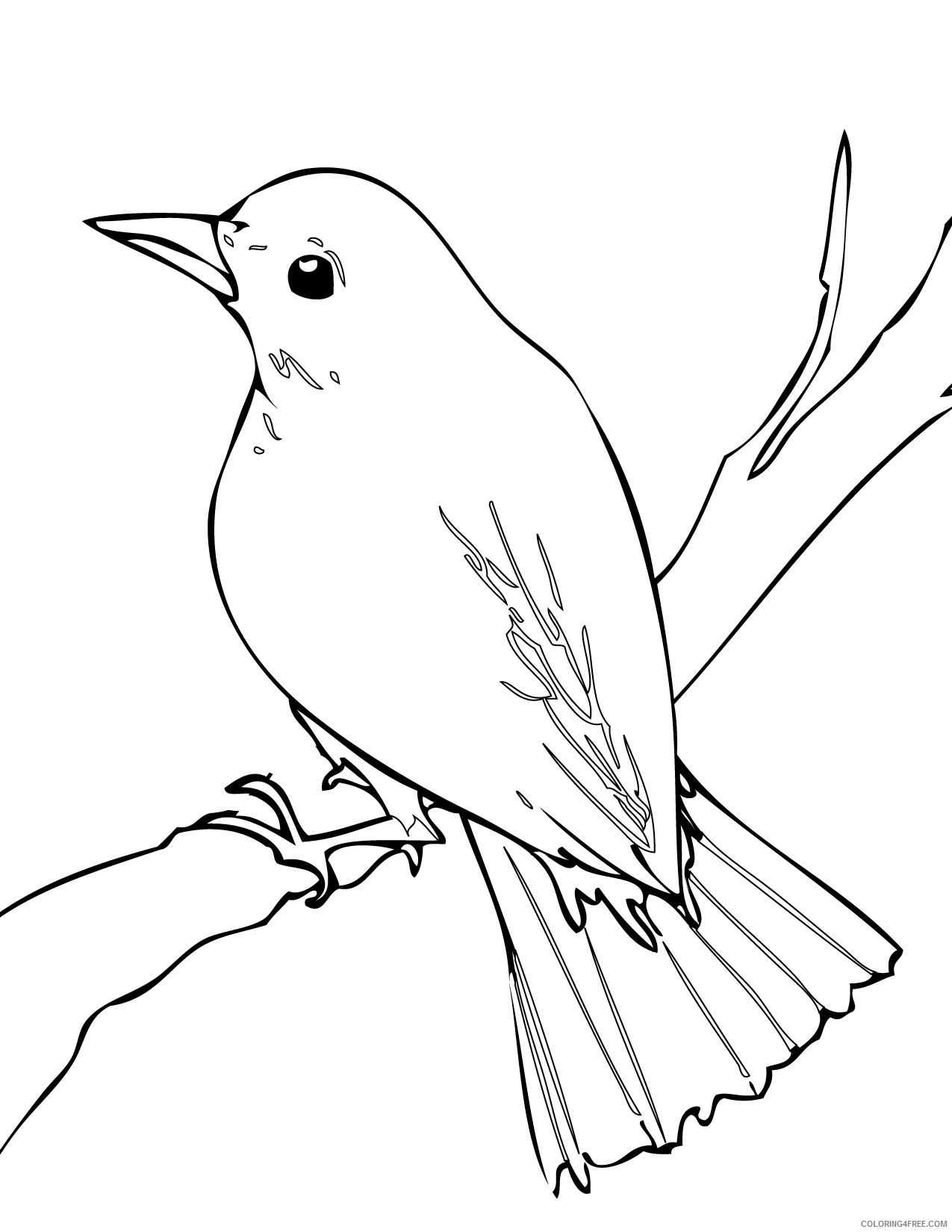 Nightingale Coloring Pages nightingale 62 jpg Printable Coloring4free