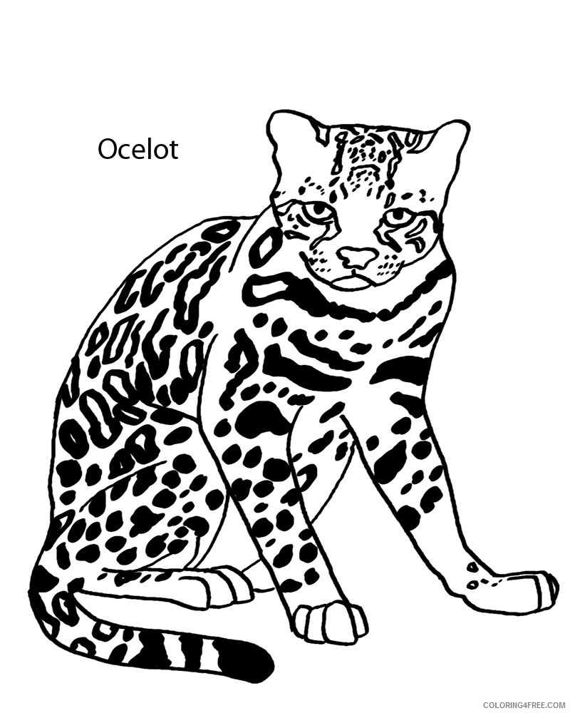 Ocelot Coloring Pages ocelot 15 jpg Printable Coloring4free