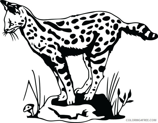 Ocelot Coloring Pages ocelot 17 jpg Printable Coloring4free