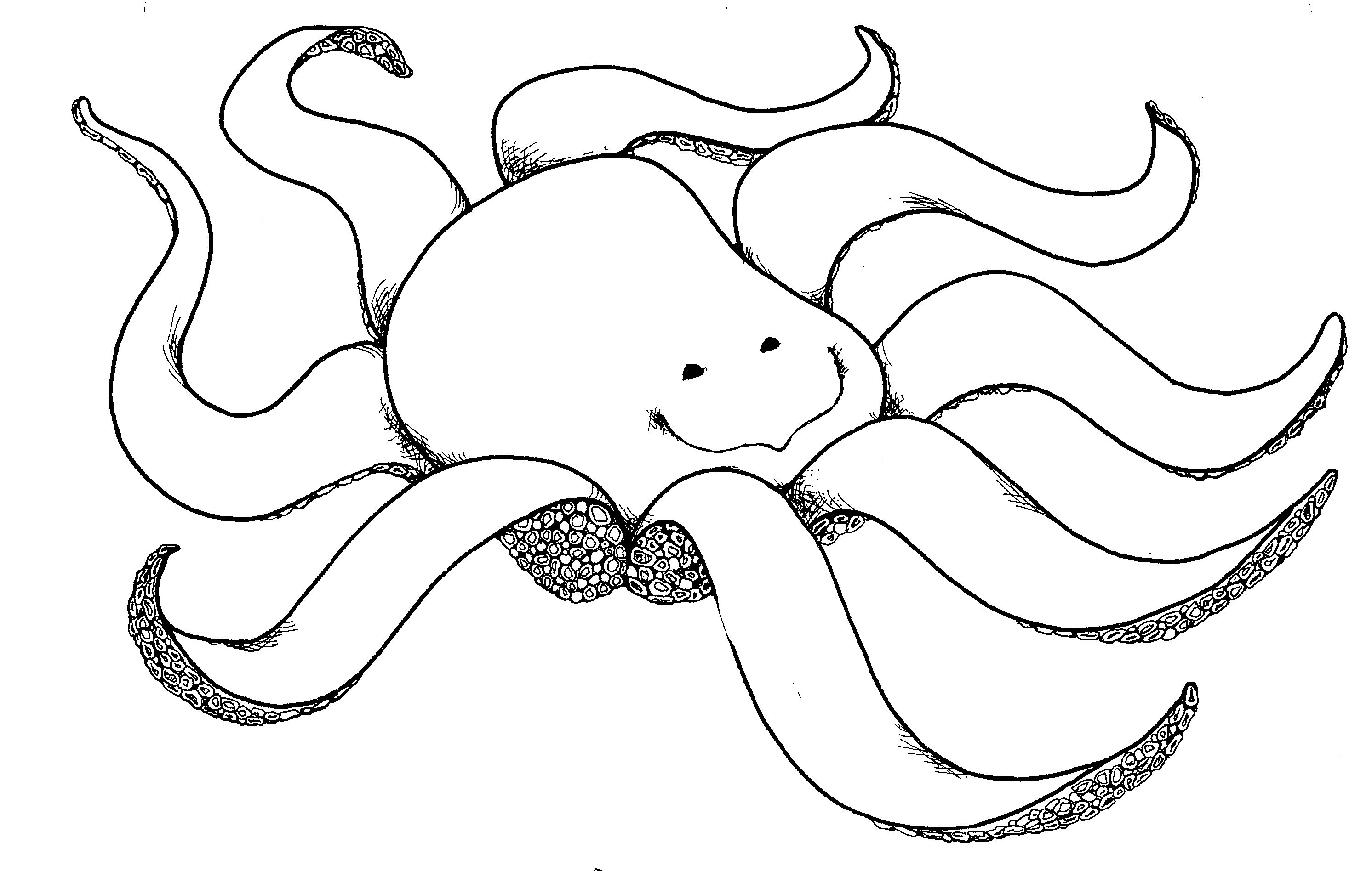 Octopus Outline Coloring Pages octopus Printable Coloring4free