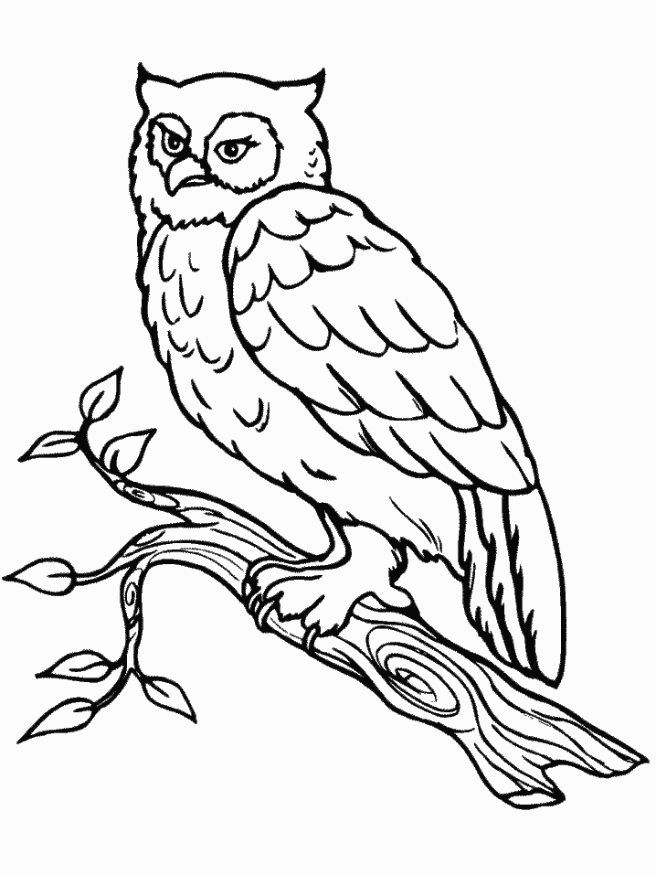 Owl Coloring Pages owl animal 10 Printable Coloring4free