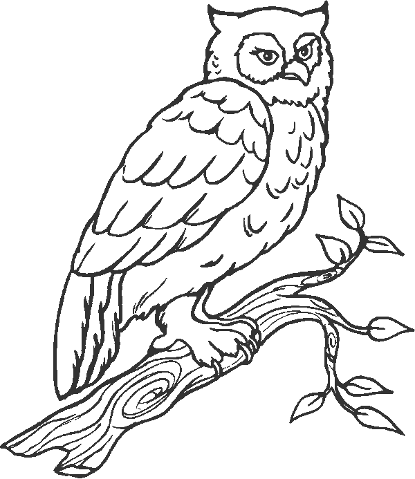 Owl Coloring Pages owl animal 12 Printable Coloring4free