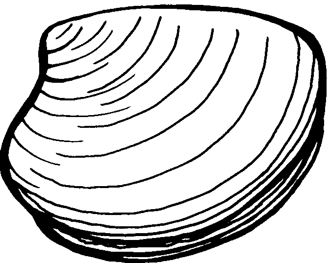 Oyster Coloring Pages oyster shell oyster Printable Coloring4free