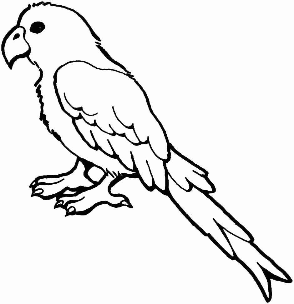 Parrot Outline Coloring Pages parrot free Printable Coloring4free