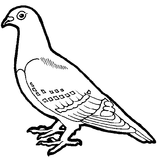 Pigeon Coloring Pages pigeon 11 gif Printable Coloring4free