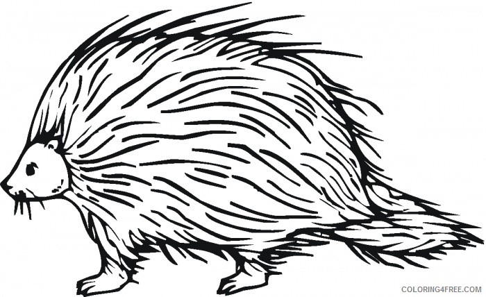 Porcupine Coloring Pages porcupine 107 jpg Printable Coloring4free
