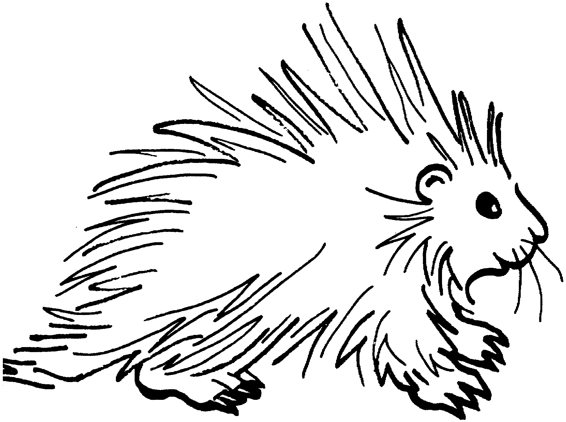 Porcupine Coloring Pages porcupine 6 gif Printable Coloring4free