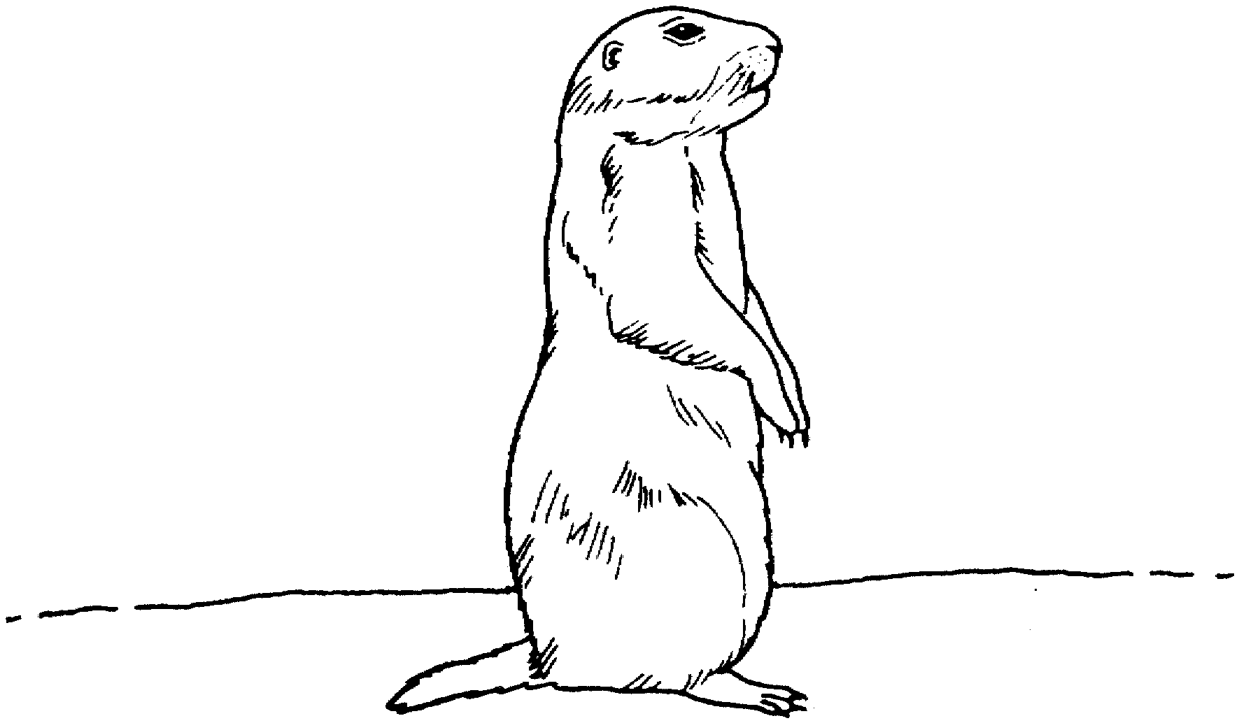 Prairie Dog Coloring Pages Prairie Dog 7 Printable Coloring4free Coloring4free Com,How Long Do Cats Live In A House