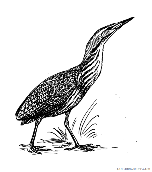 Quality Bird Coloring Pages Bittern png Printable Coloring4free