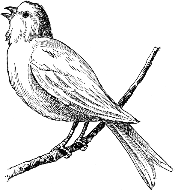Quality Bird Coloring Pages bird etc BMekbc clipart Printable Coloring4free