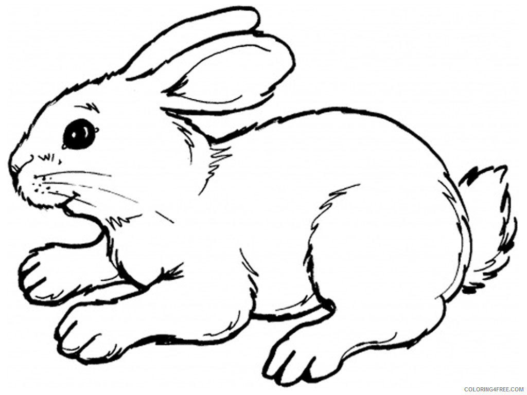Rabbit Coloring Pages Coloring Pages of rabbits 43B5kx Printable Coloring4free