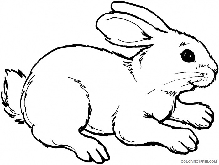Rabbit Coloring Pages Coloring Pages rabbit outline picture for coloring Printable Coloring4free