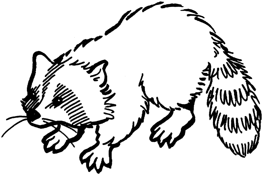 Raccoon Coloring Pages page raccoon free printable Printable Coloring4free
