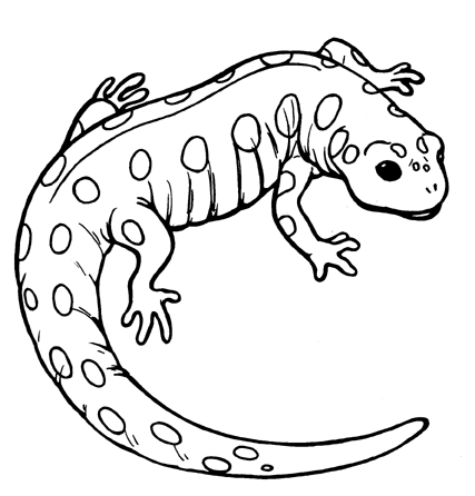 Salamander Coloring Pages salamander 4 gif Printable Coloring4free