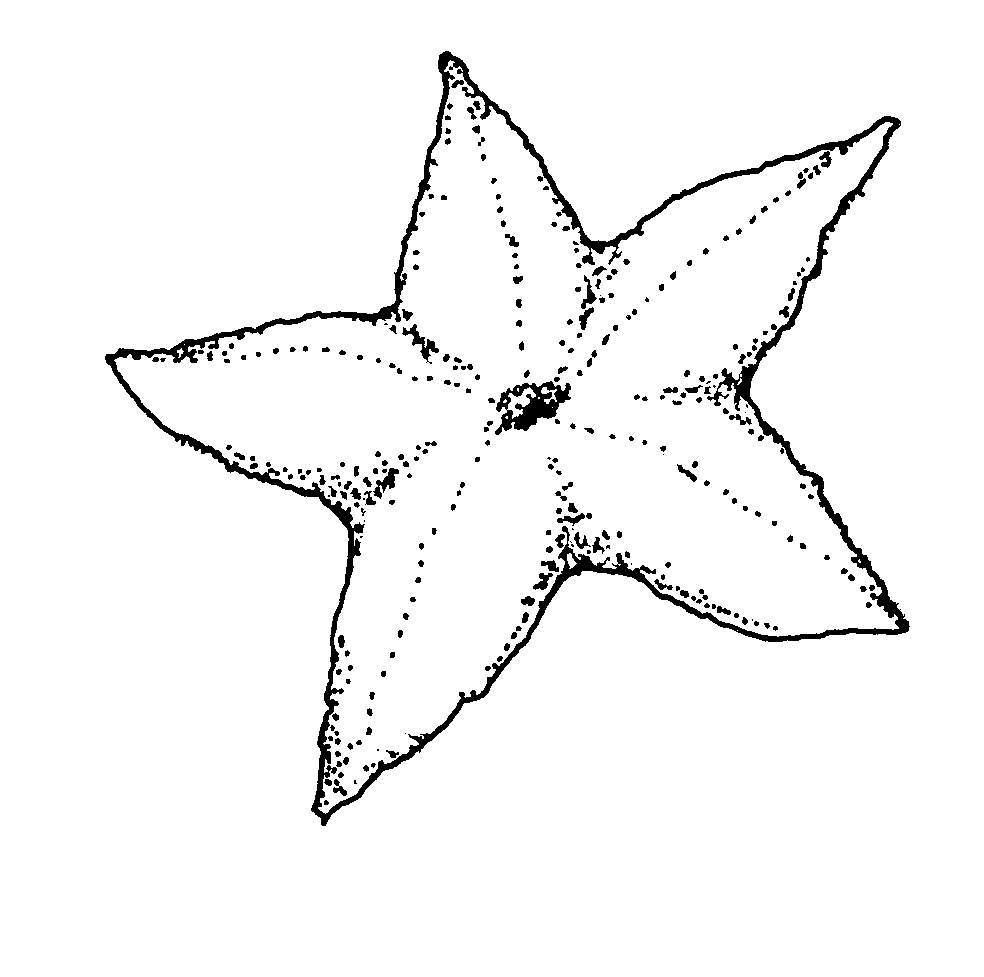 Sea Star Coloring Pages seastar 73 gif Printable Coloring4free