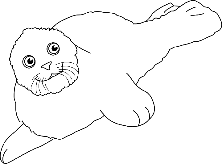 Seal Coloring Pages picture of greenland seal Printable Coloring4free