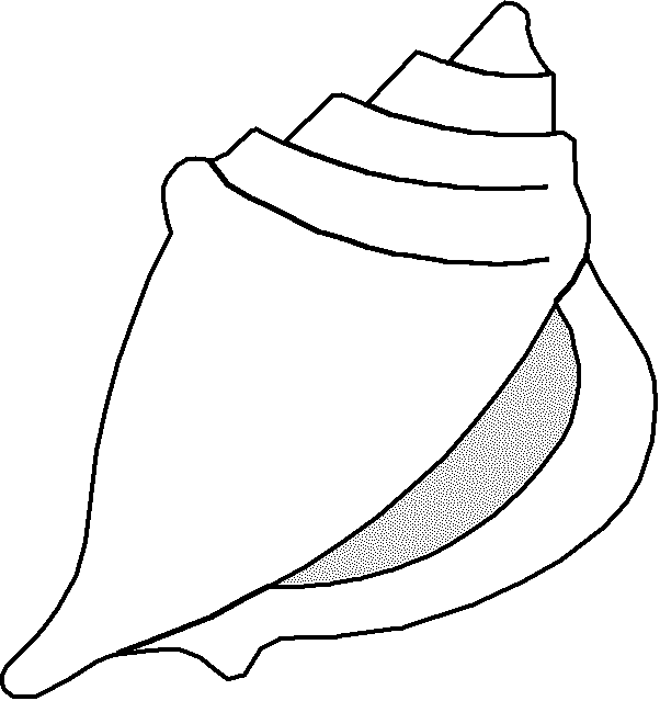 Shell Coloring Pages sea shell Printable Coloring4free