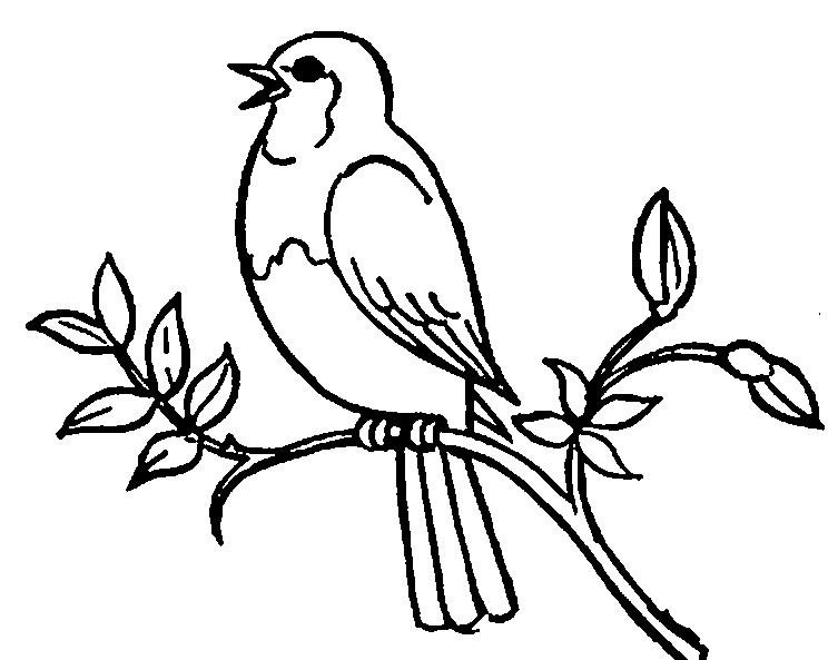 Singing Bird Coloring Pages singing bird cliparts Printable Coloring4free