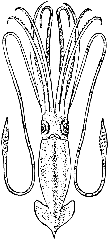 Squid Coloring Pages giant squid etc dvBNJ3 Printable Coloring4free