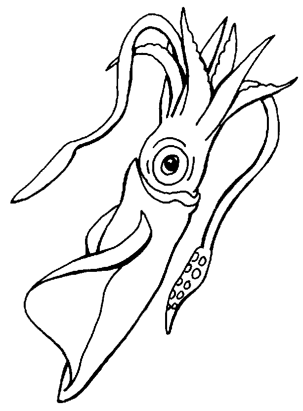 Squid Coloring Pages squid 11 gif Printable Coloring4free