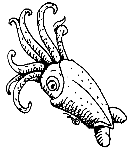 Squid Coloring Pages squid 2 10 from Printable Coloring4free