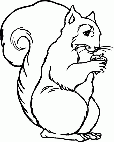 Squirrel Coloring Pages squirrel animal 0 Printable Coloring4free