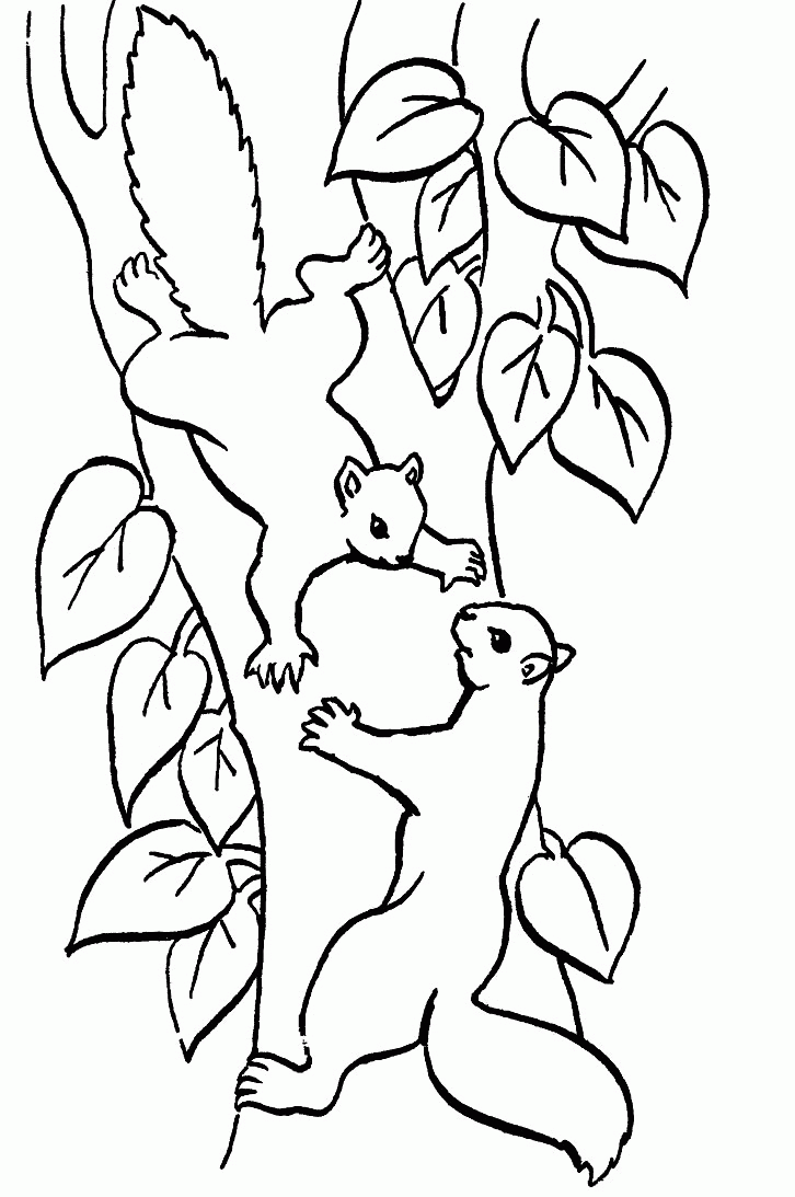 Squirrel Coloring Pages squirrel animal 11 Printable Coloring4free