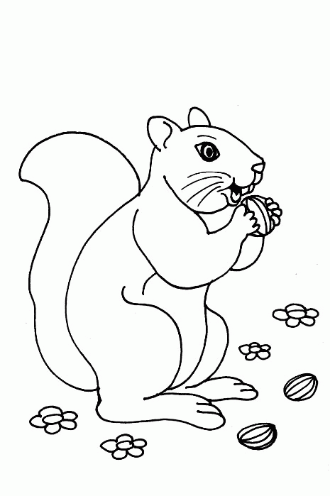 Squirrel Coloring Pages squirrel animal 13 Printable Coloring4free