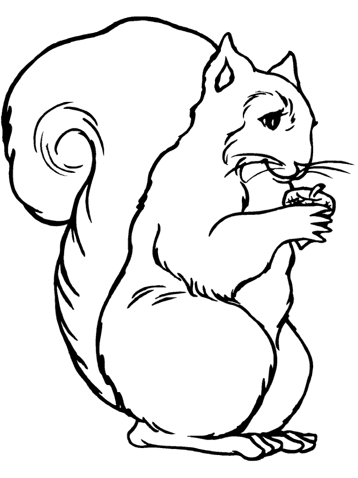 Squirrel Coloring Pages squirrel animal 22 Printable Coloring4free