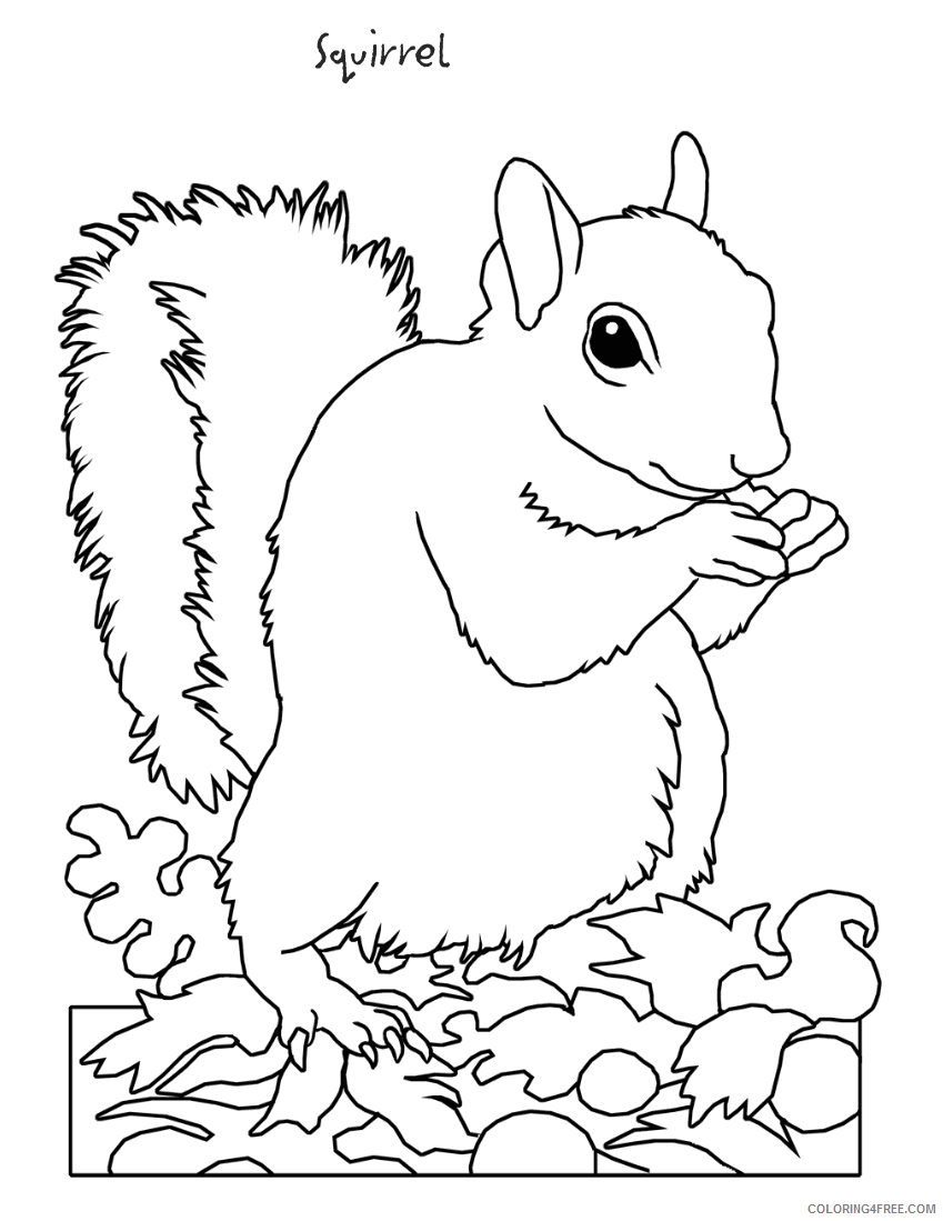 Squirrel Outline Coloring Pages animals more pages Printable Coloring4free