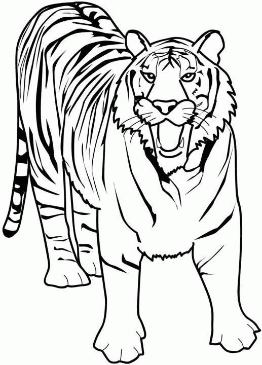 Tiger Coloring Pages tiger animal 23 Printable Coloring4free