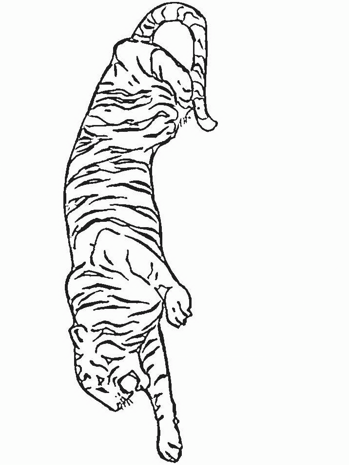 Tiger Coloring Pages tiger animal 8 Printable Coloring4free