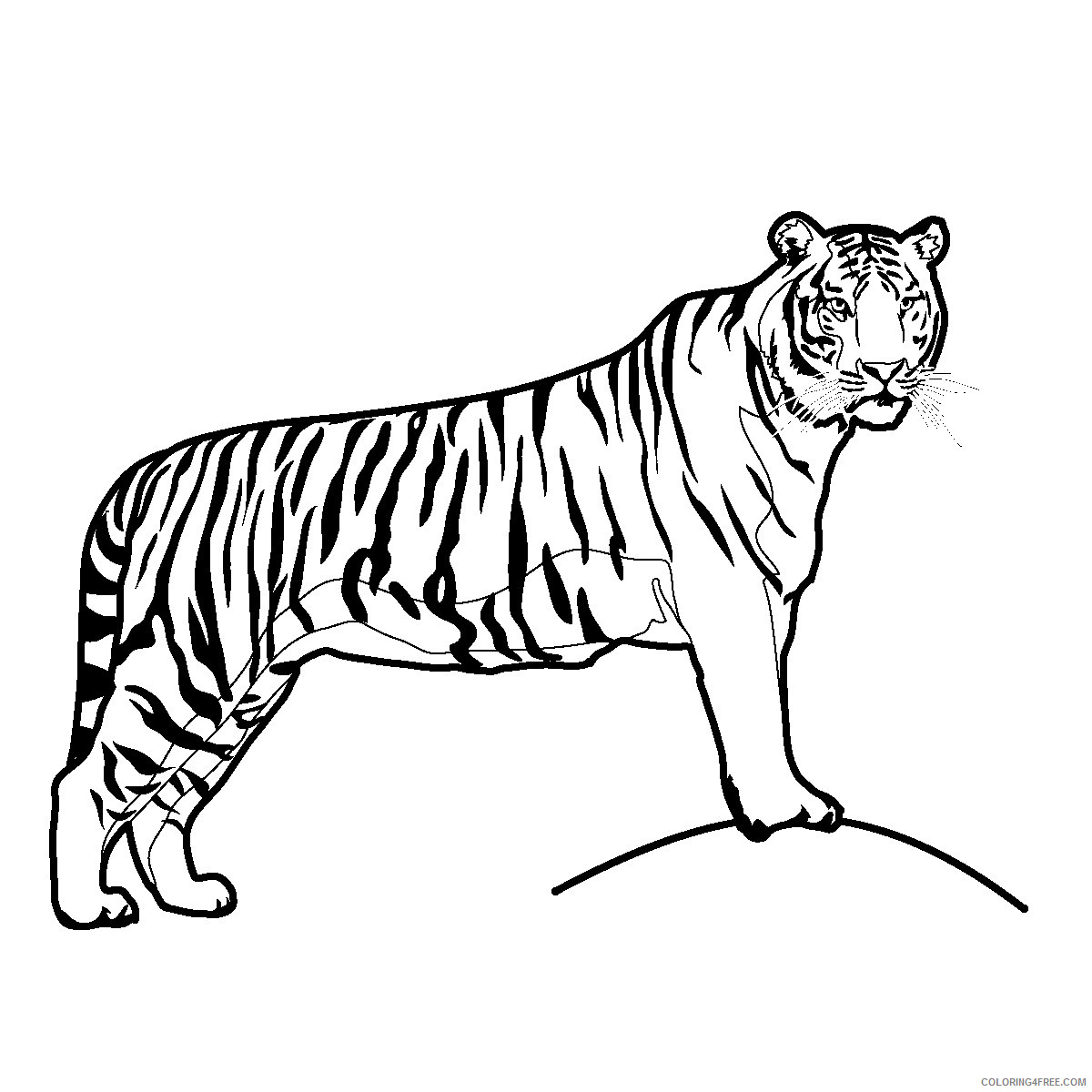Tiger Outline Coloring Pages 17 tiger line drawing free Printable Coloring4free